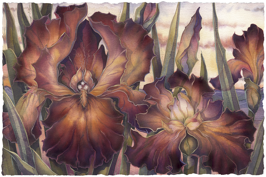I Only Have Iris For You Large Prints (Click for options & image enlargement)        