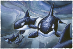 Orca Experience Large Prints (Click for options & image enlargement)                  