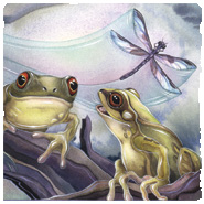 Insects & Amphibians