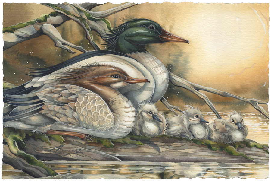 Ducks / A New Day Dawning - Art Card