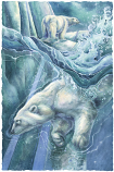 Polar Swim Small Prints (Click for options & image enlargement)               